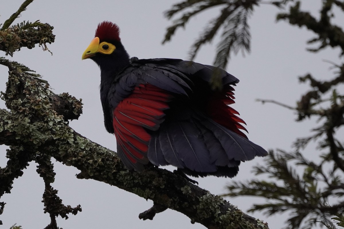 Ross's Turaco - ML616981920