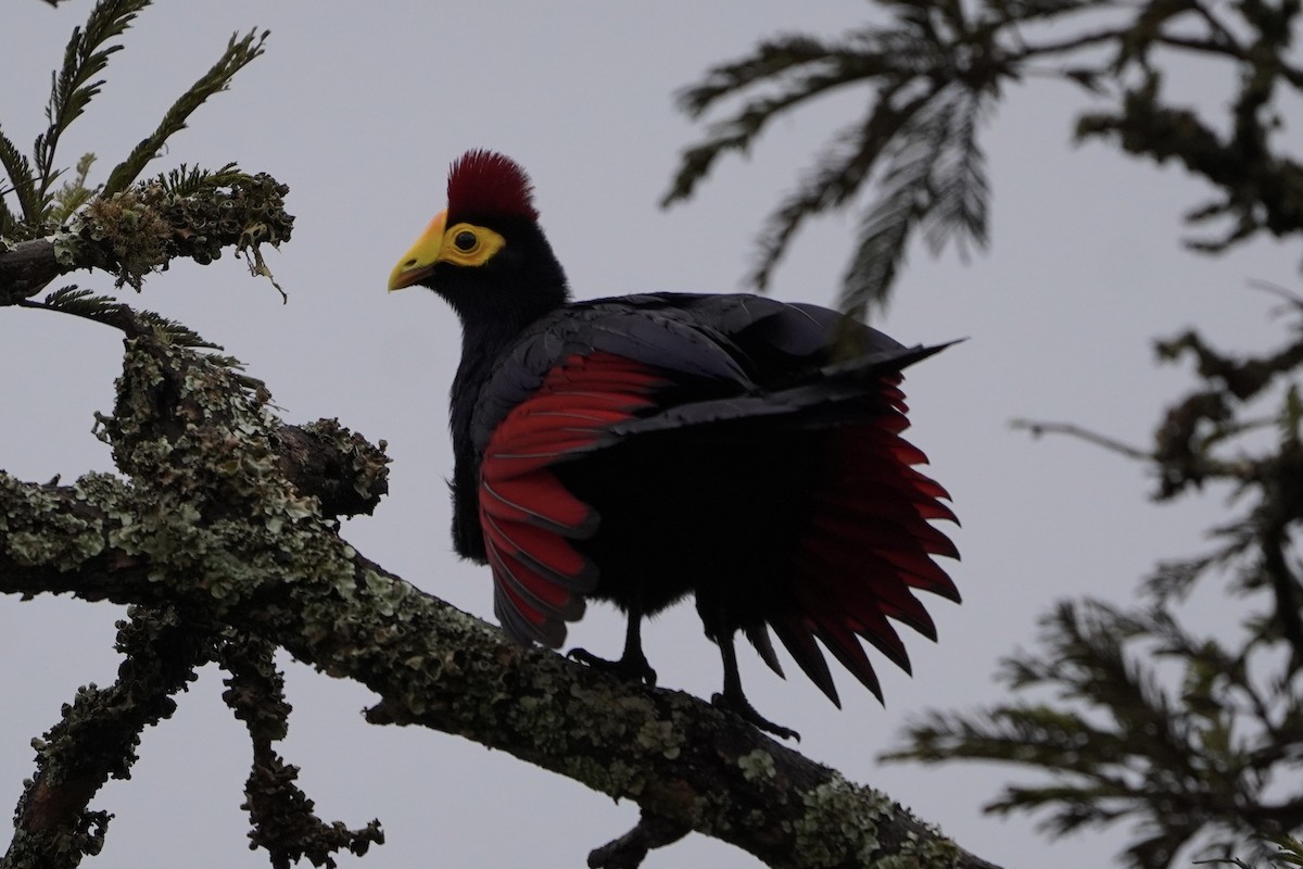 Ross's Turaco - ML616981921