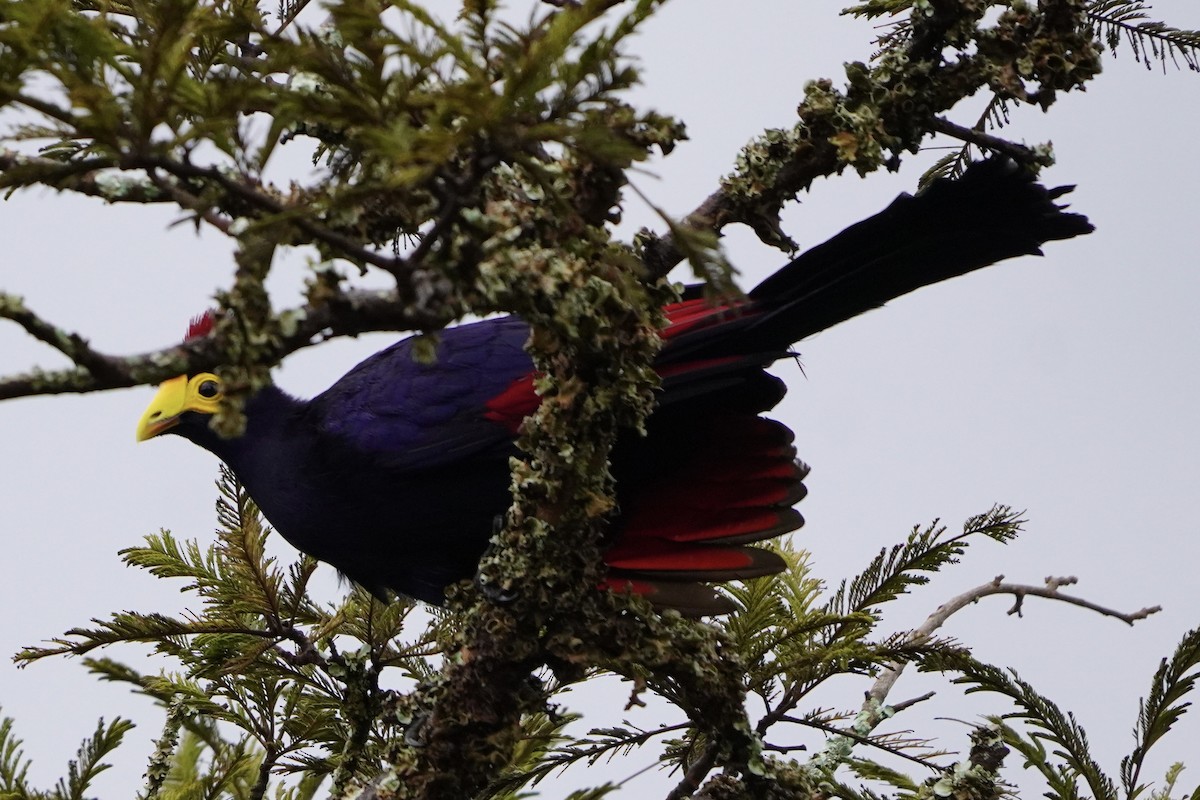 Ross's Turaco - ML616981922