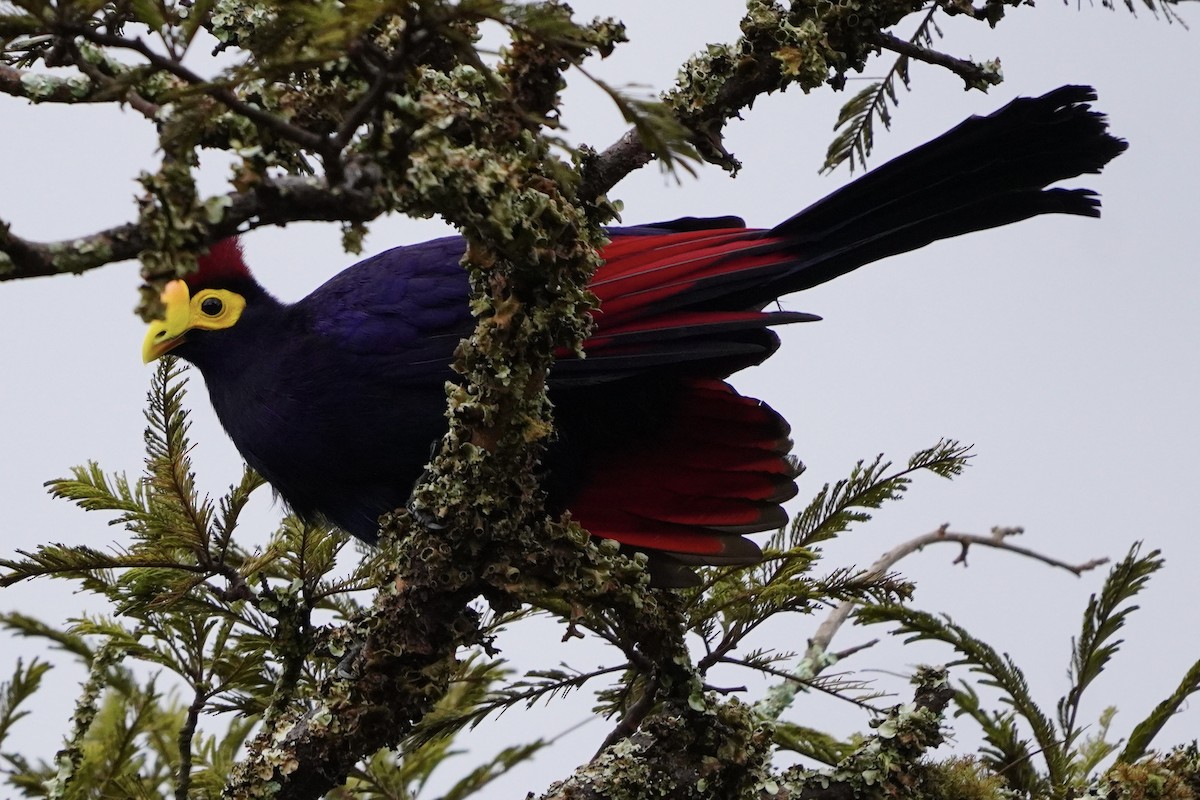 Ross's Turaco - ML616981923