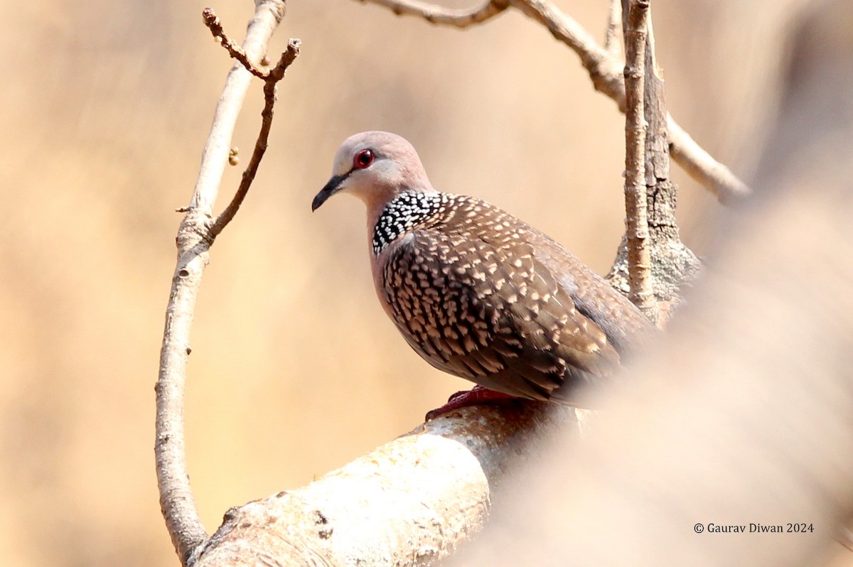 Spotted Dove - ML616981924