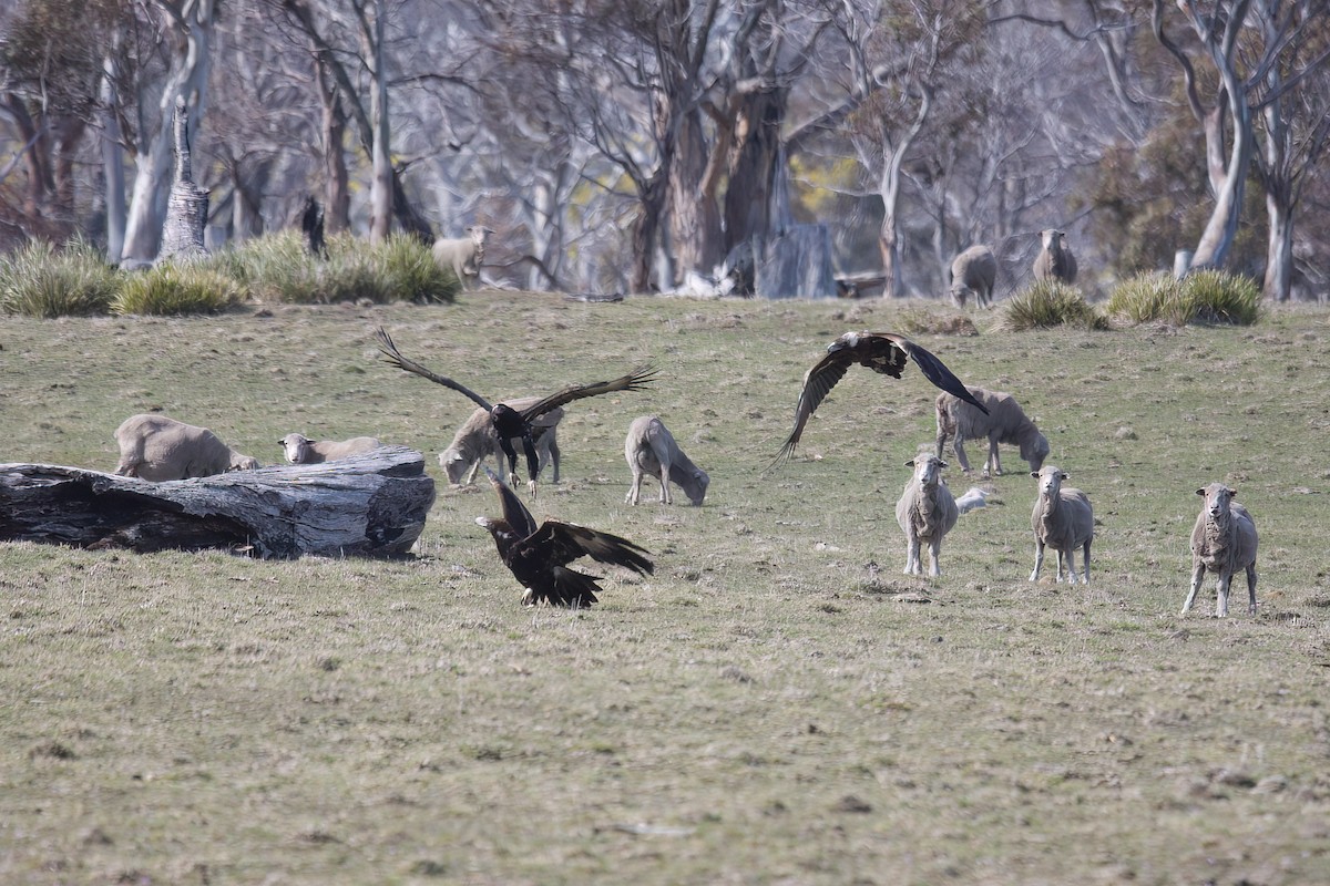 Wedge-tailed Eagle - ML616981942