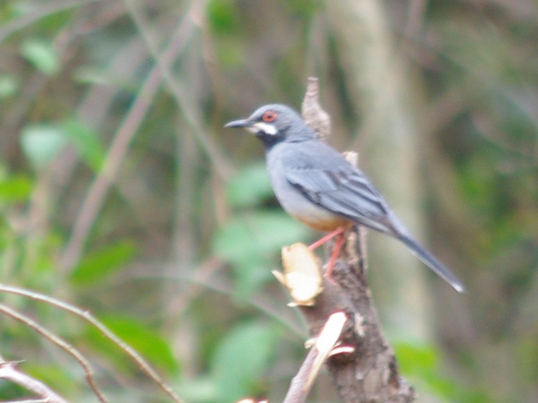 Red-legged Thrush - ML616981948