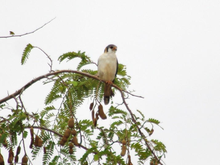 American Kestrel - ML616981953