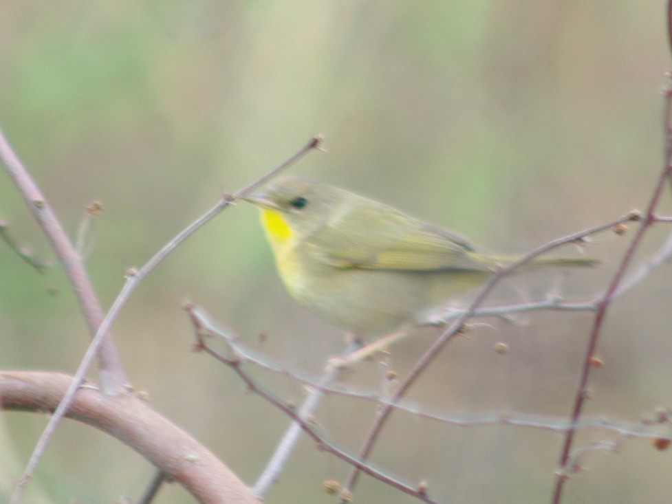 Common Yellowthroat - ML616981973