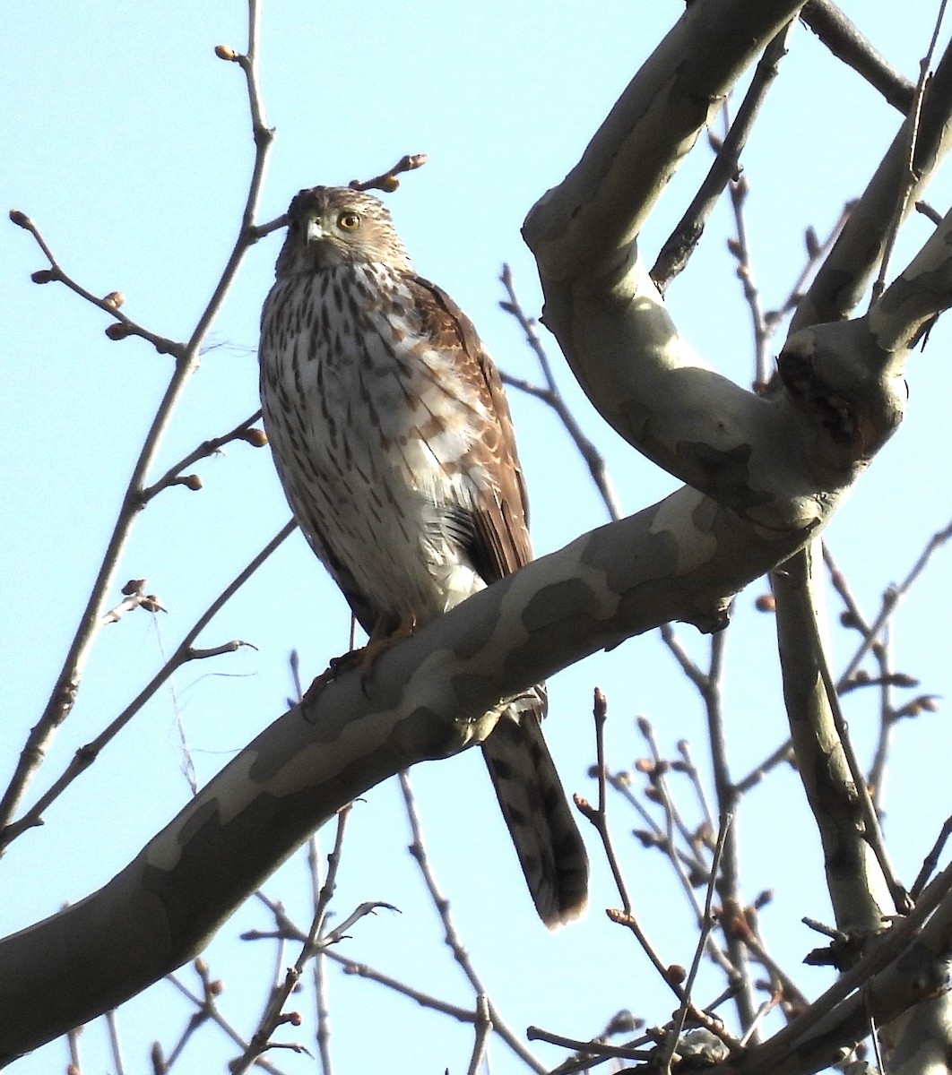 Cooper's Hawk - ML616981998