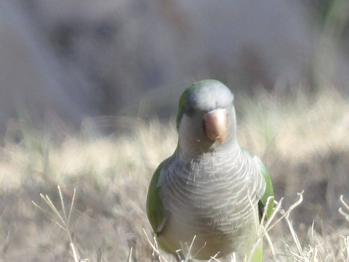 Monk Parakeet (Monk) - Marcelo Gutierrez