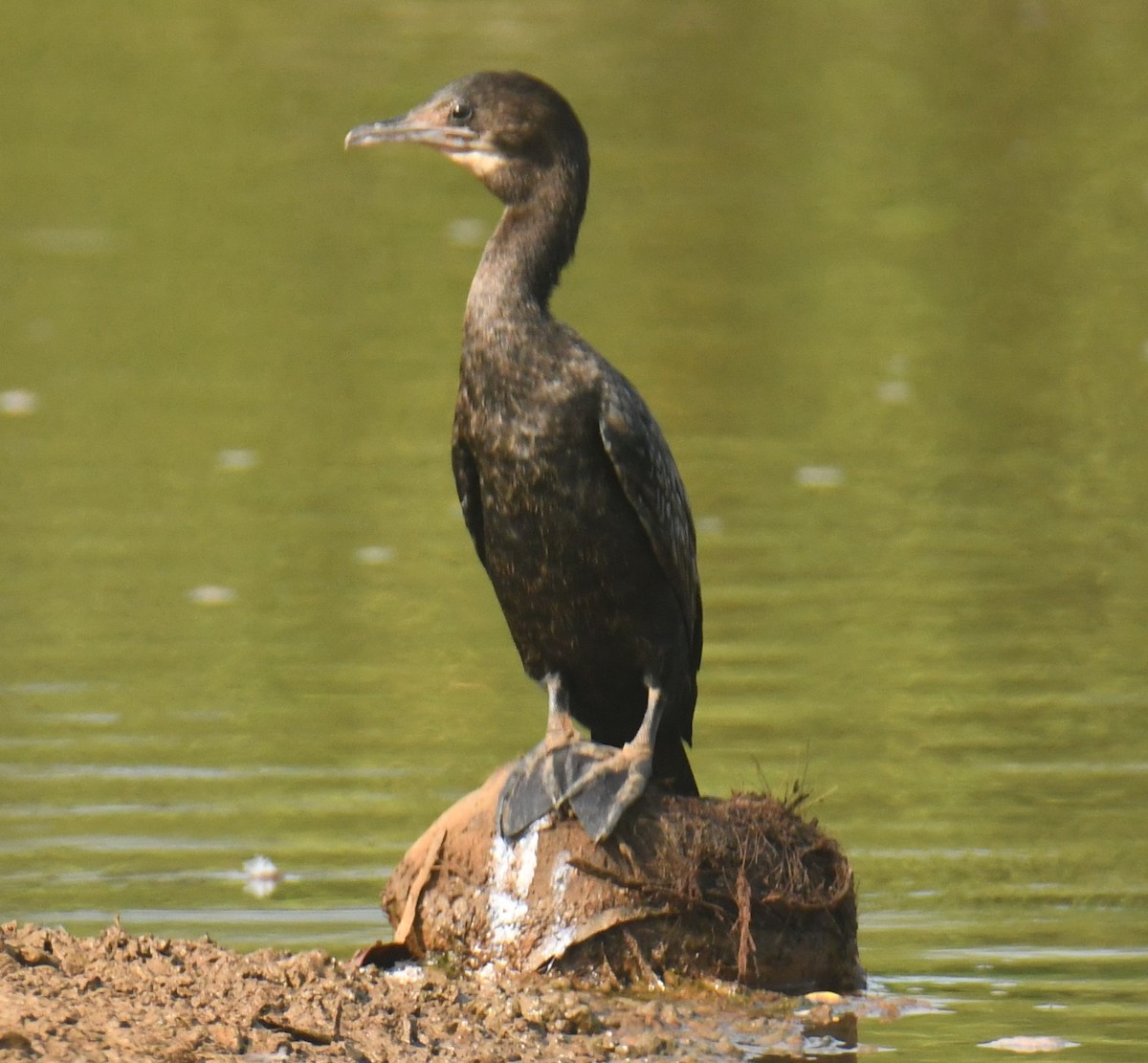 Cormoran à cou brun - ML616982026