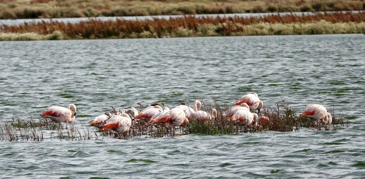 Chilean Flamingo - ML616982076
