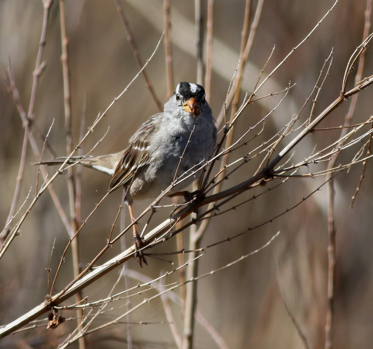 White-crowned Sparrow - ML616982133