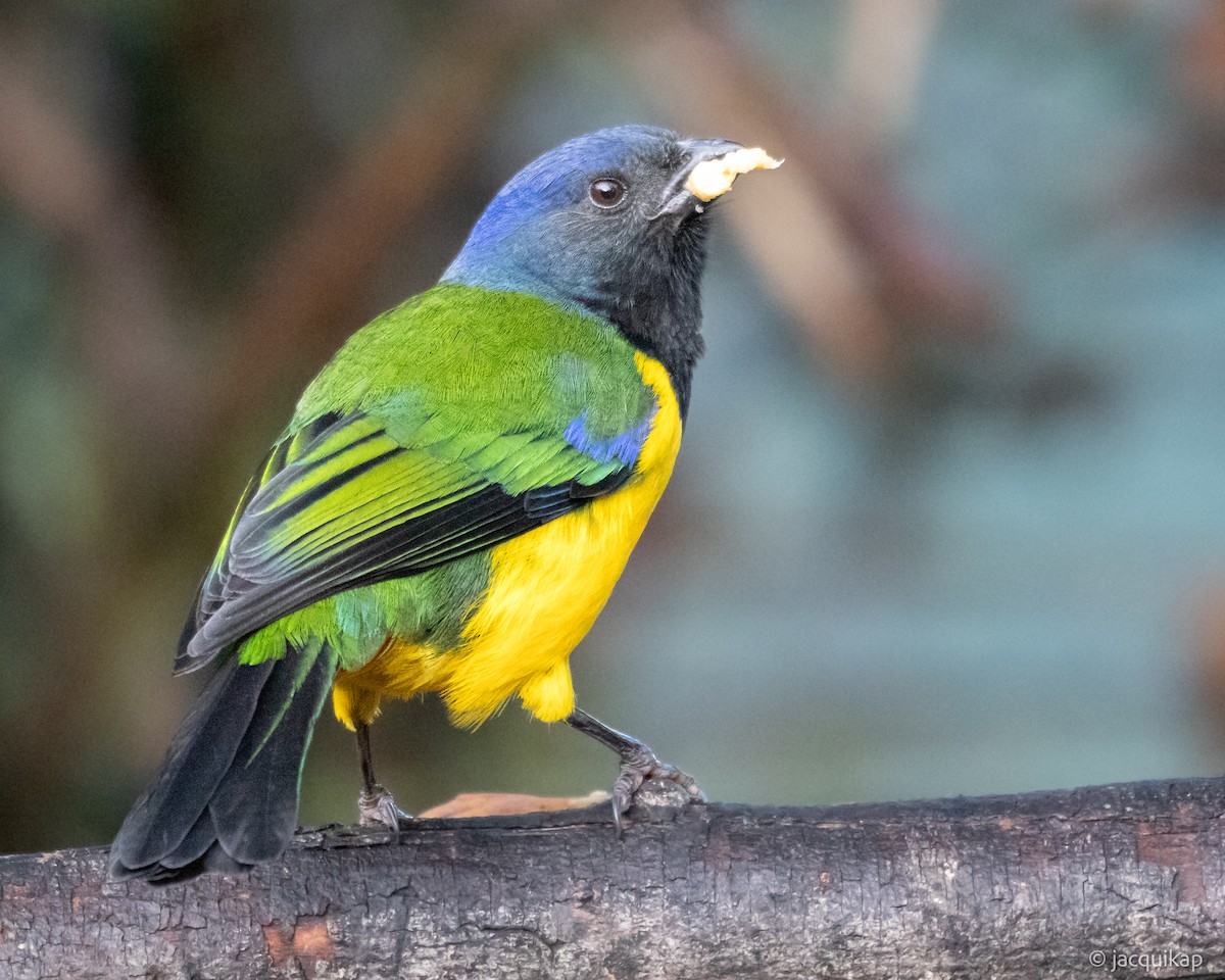 Black-chested Mountain Tanager - Jacqui Kaplan