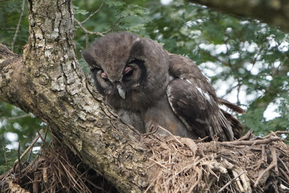 Verreaux's Eagle-Owl - ML616982161