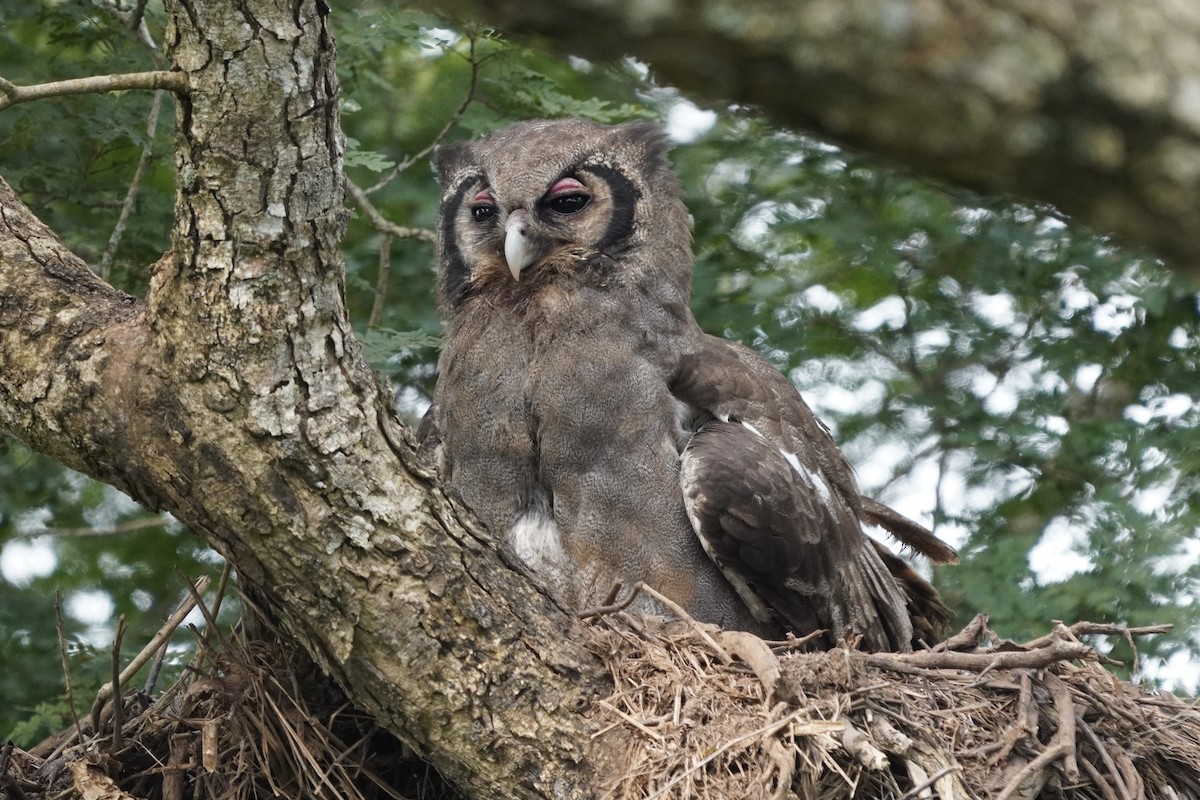 Verreaux's Eagle-Owl - ML616982165