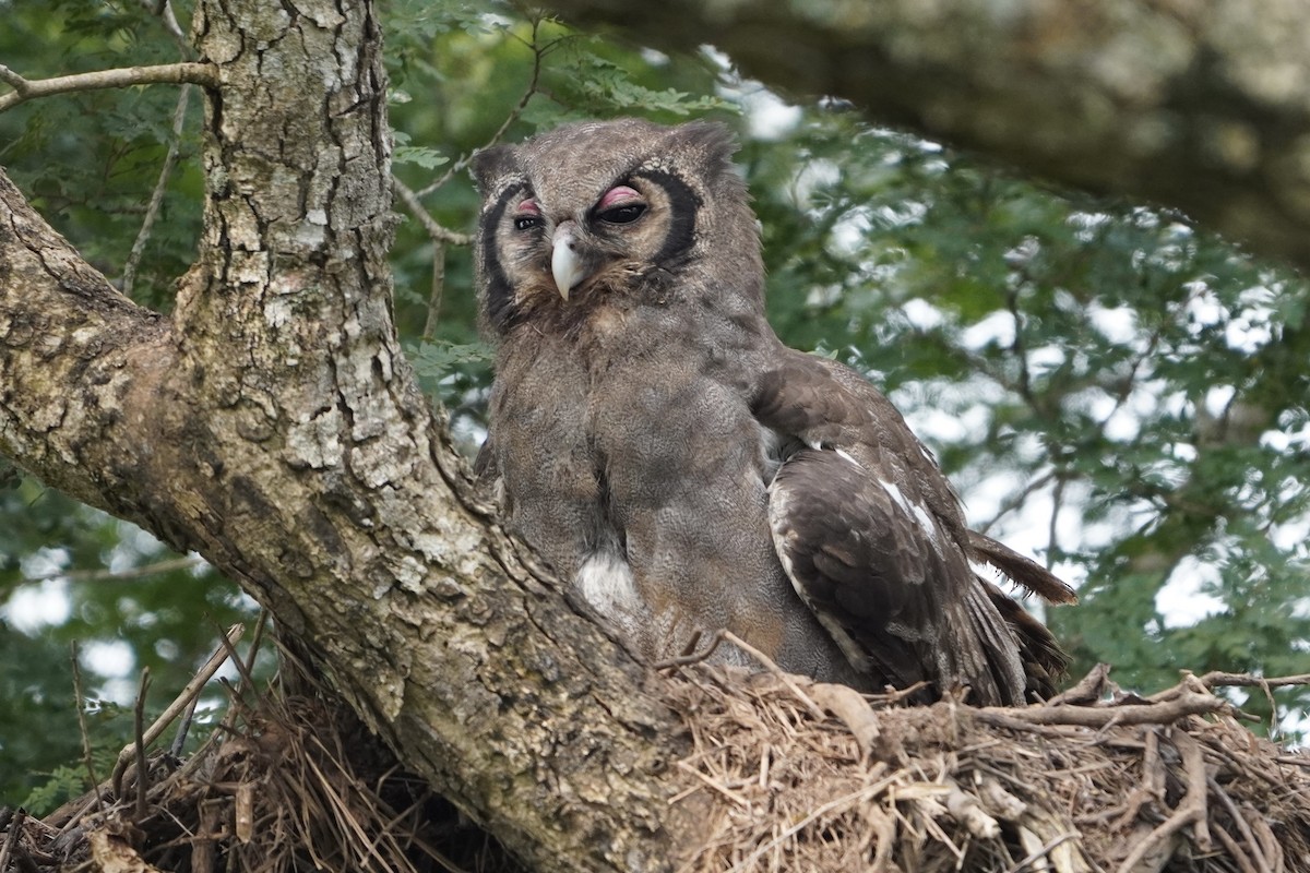 Verreaux's Eagle-Owl - Greg Hertler