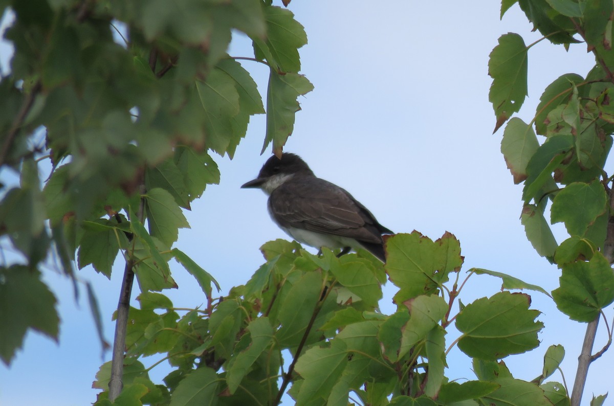 Eastern Kingbird - ML616982187