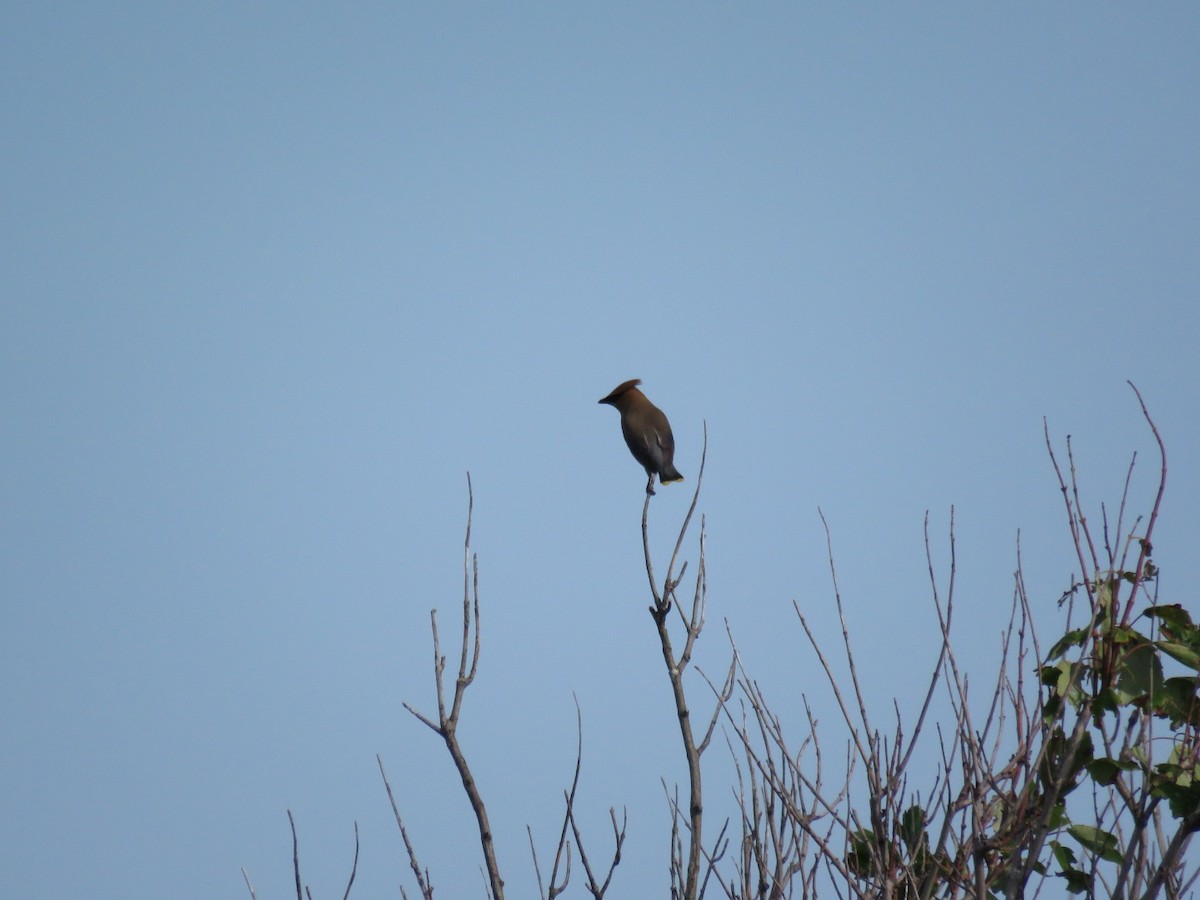 Cedar Waxwing - Sally Erickson