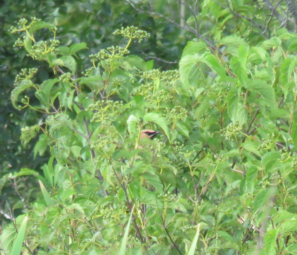 Cedar Waxwing - Sally Erickson