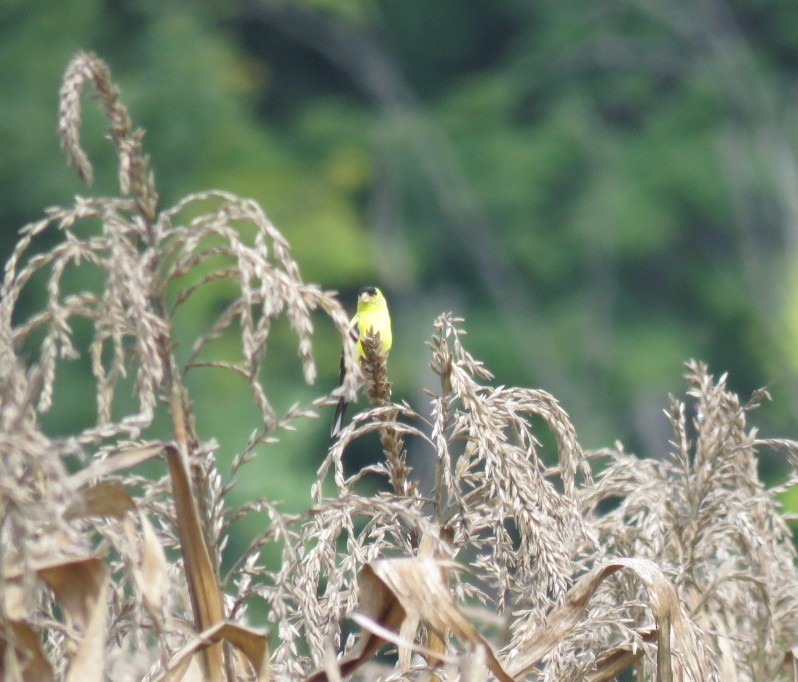 American Goldfinch - ML616982220