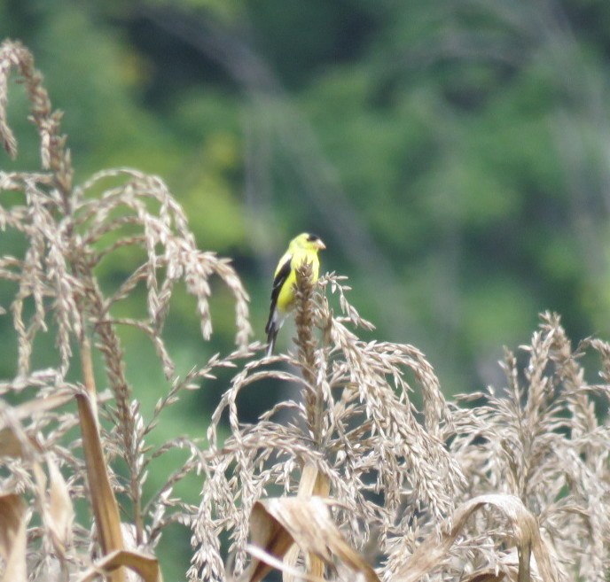 American Goldfinch - ML616982221