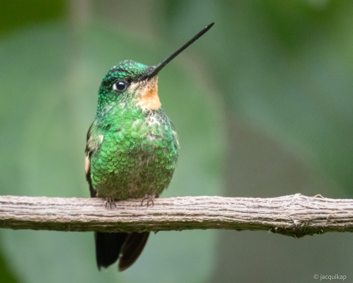 Buff-winged Starfrontlet - Jacqui Kaplan