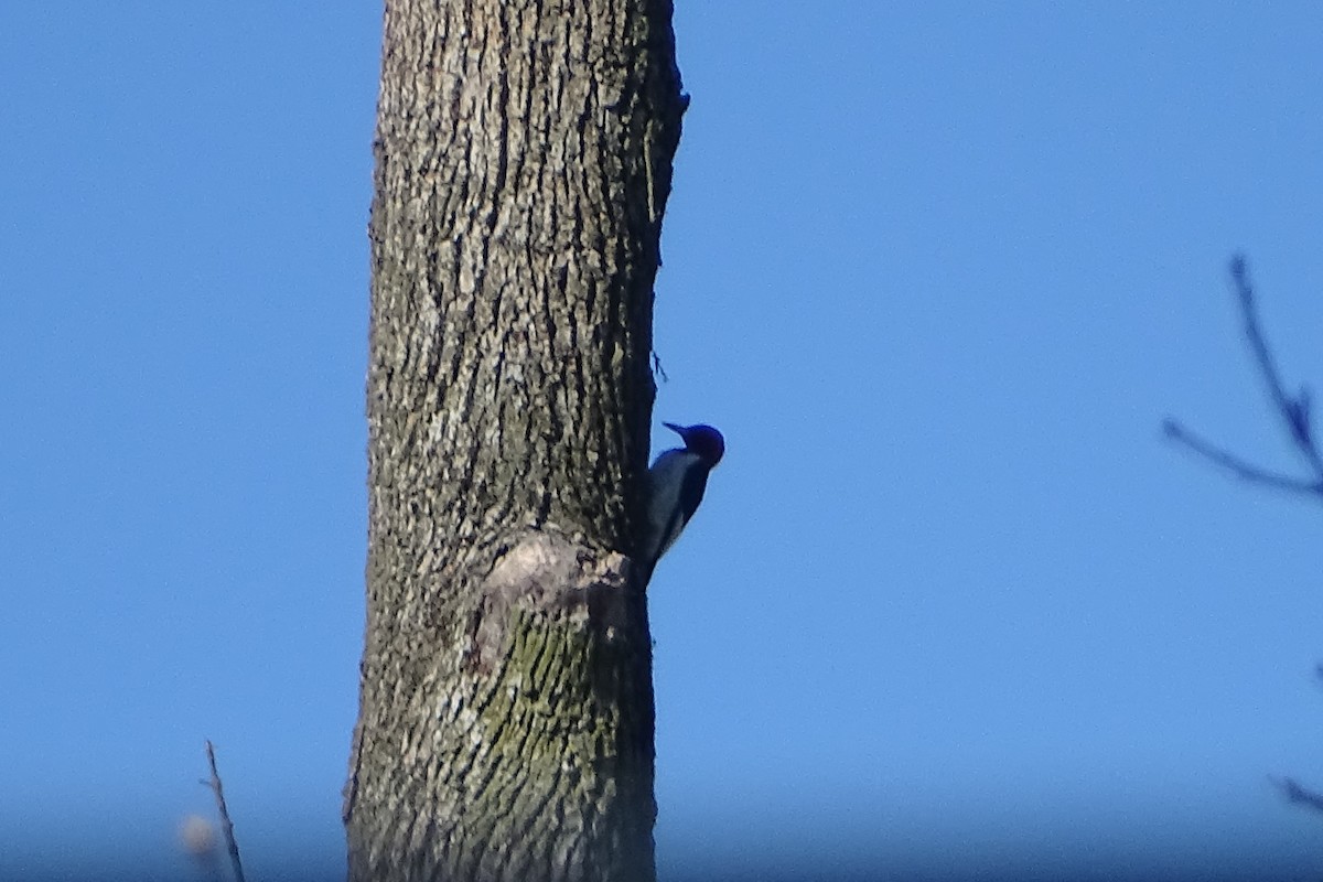 Red-headed Woodpecker - ML616982247