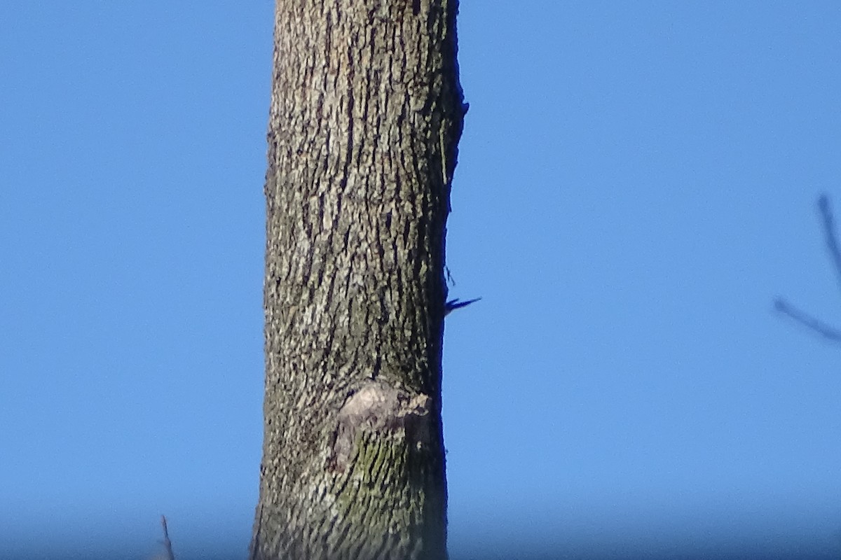 Red-headed Woodpecker - ML616982255