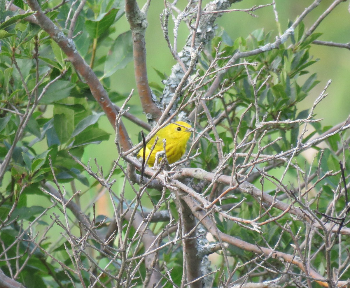 Yellow Warbler - ML616982261