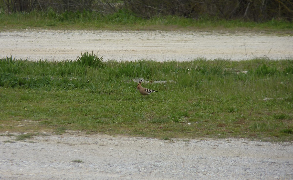 Eurasian Hoopoe - ML616982267