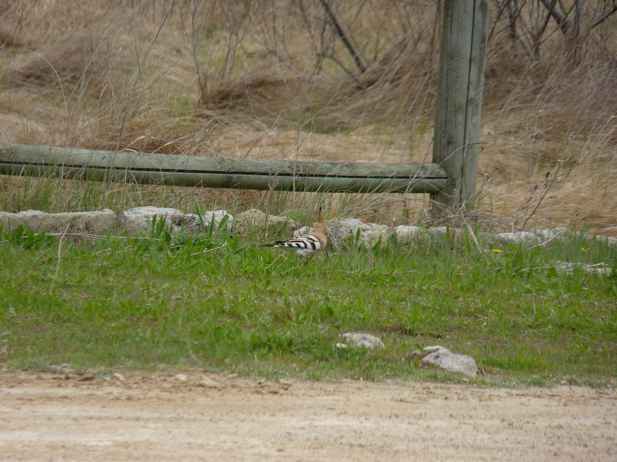 Eurasian Hoopoe - Daniel Gutiérrez Garcia