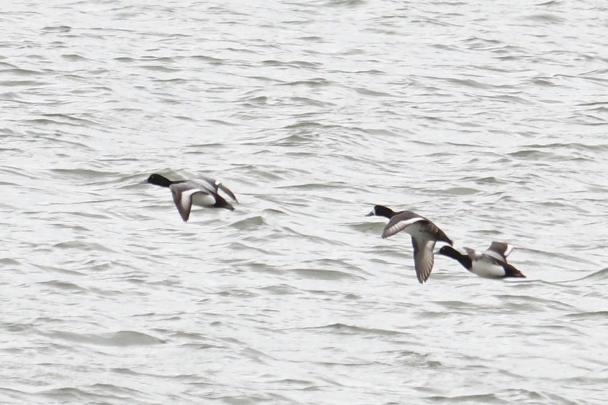 Greater Scaup - ML616982275