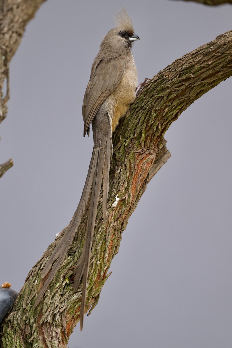Speckled Mousebird - ML616982297