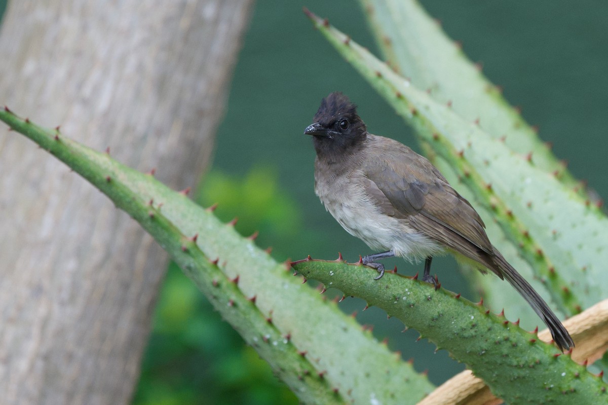 Bulbul Naranjero - ML616982320