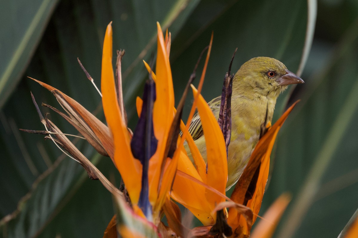 Southern Masked-Weaver - ML616982330