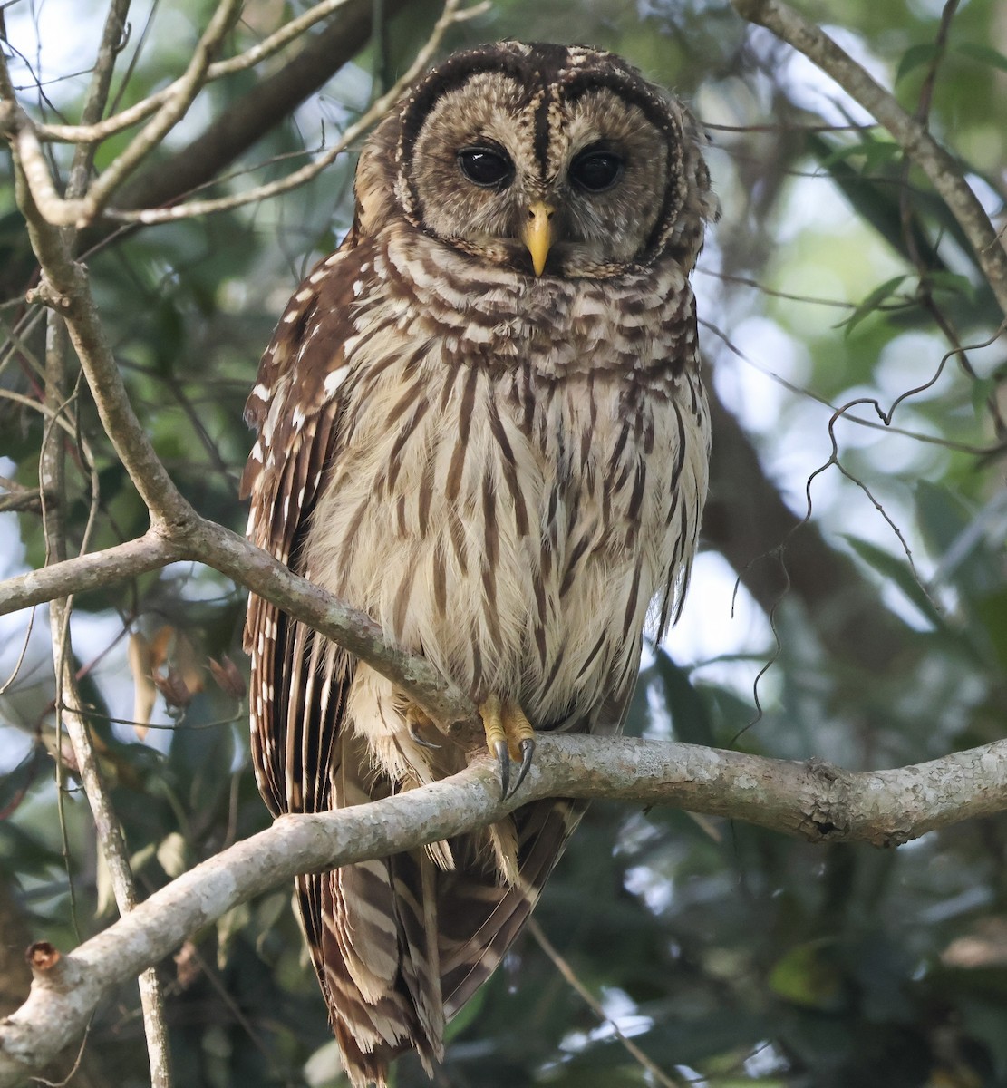 Barred Owl - ML616982337