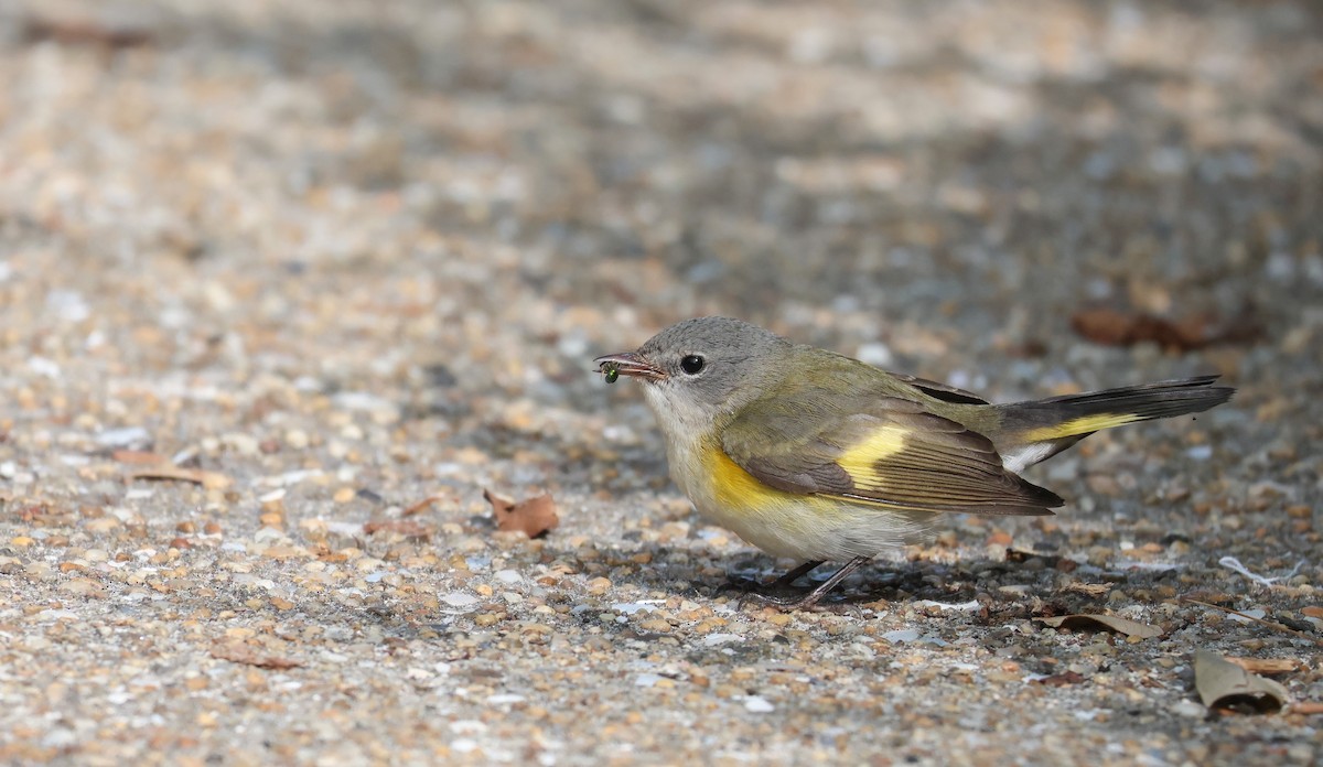 American Redstart - ML616982362