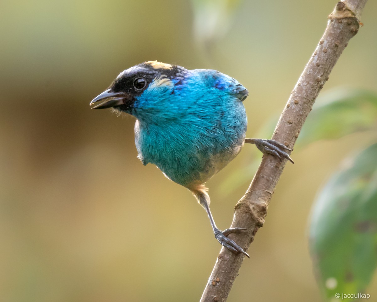 Golden-naped Tanager (Golden-naped) - Jacqui Kaplan