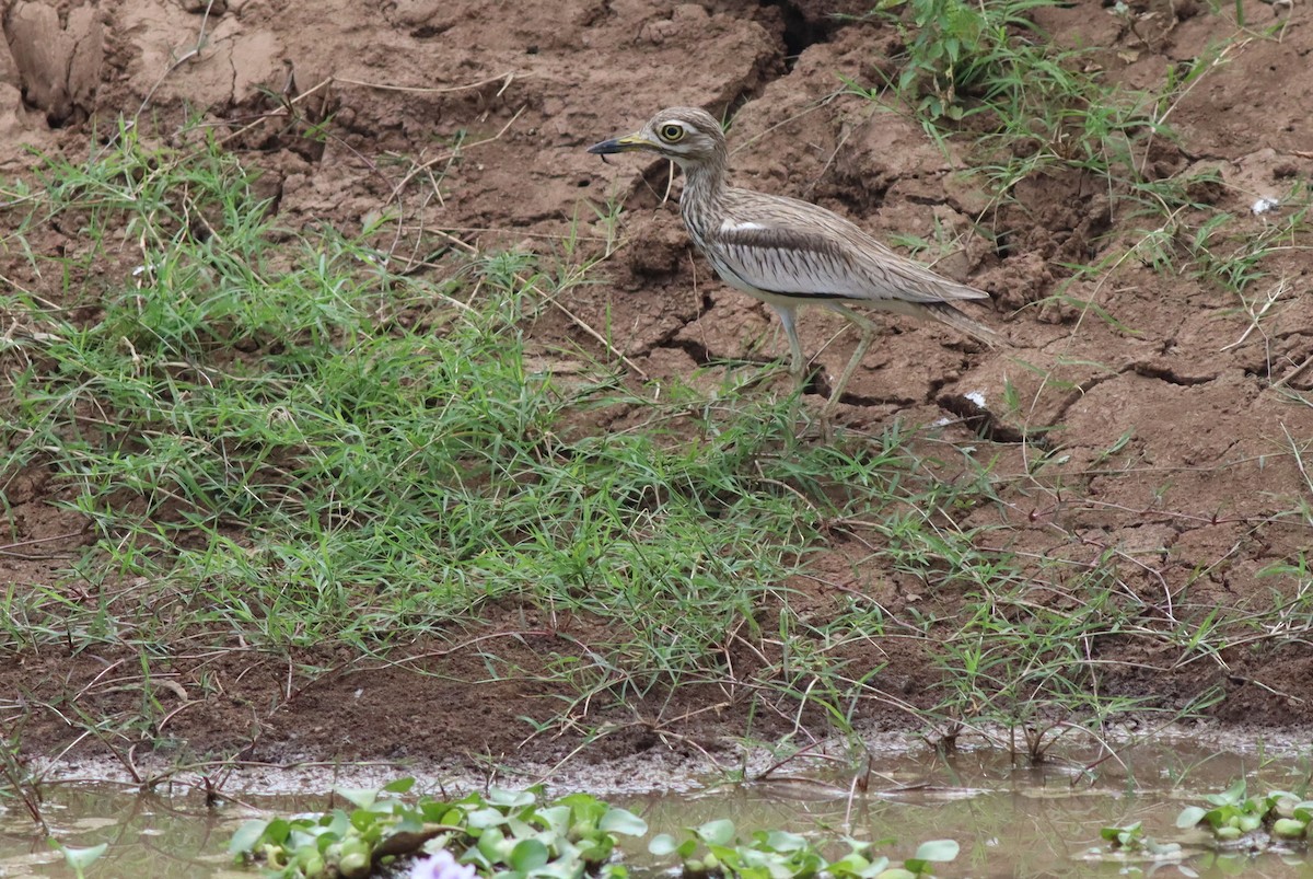 Senegal Thick-knee - ML616982415