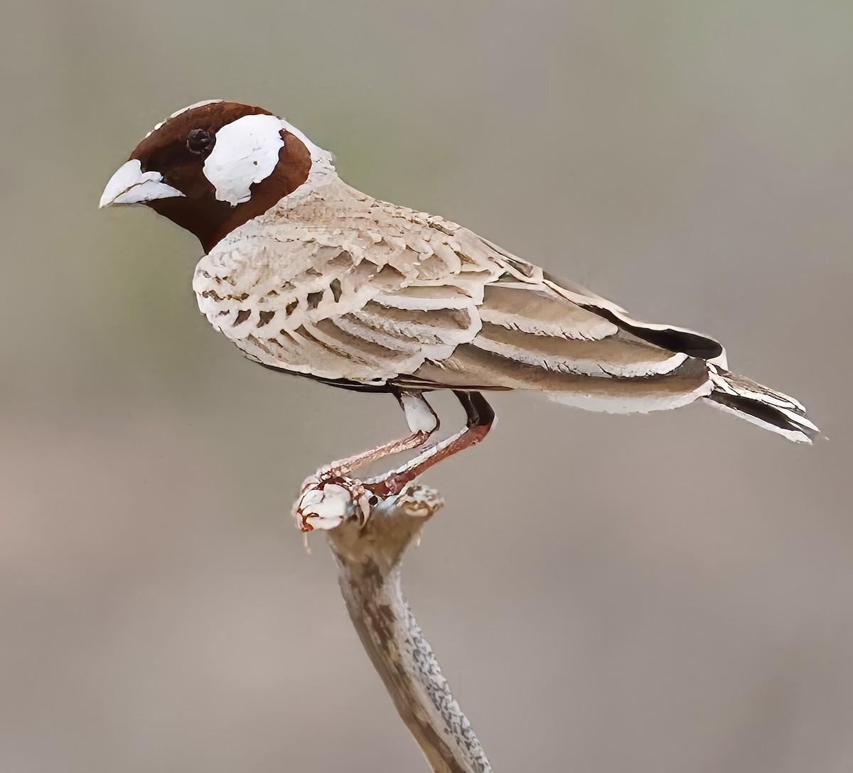 Chestnut-headed Sparrow-Lark - Jan Hansen