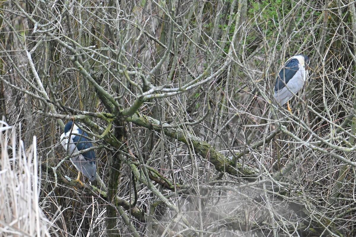 Black-crowned Night Heron - ML616982446