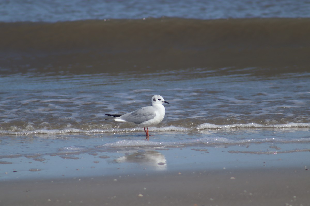 Bonaparte's Gull - ML616982448