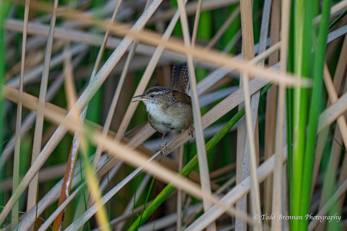 Marsh Wren - ML616982470