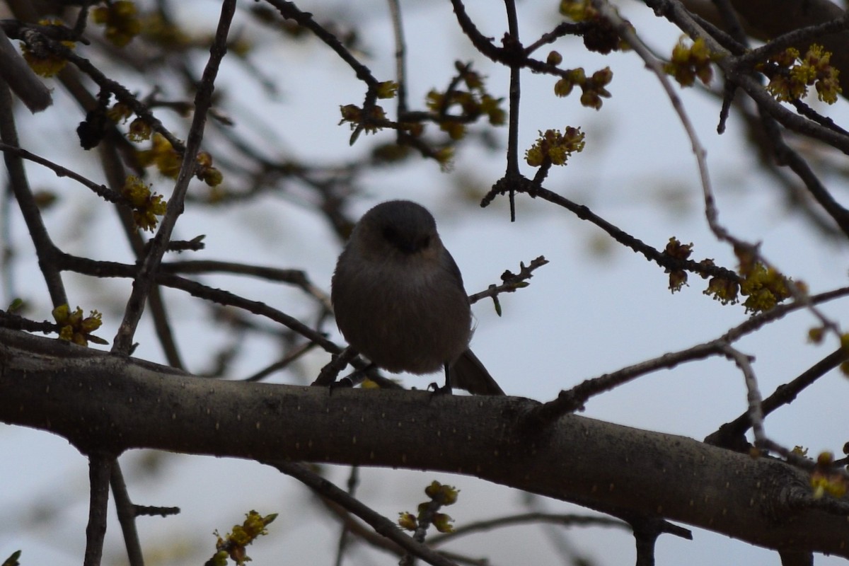 Bushtit (Interior) - William Harmon