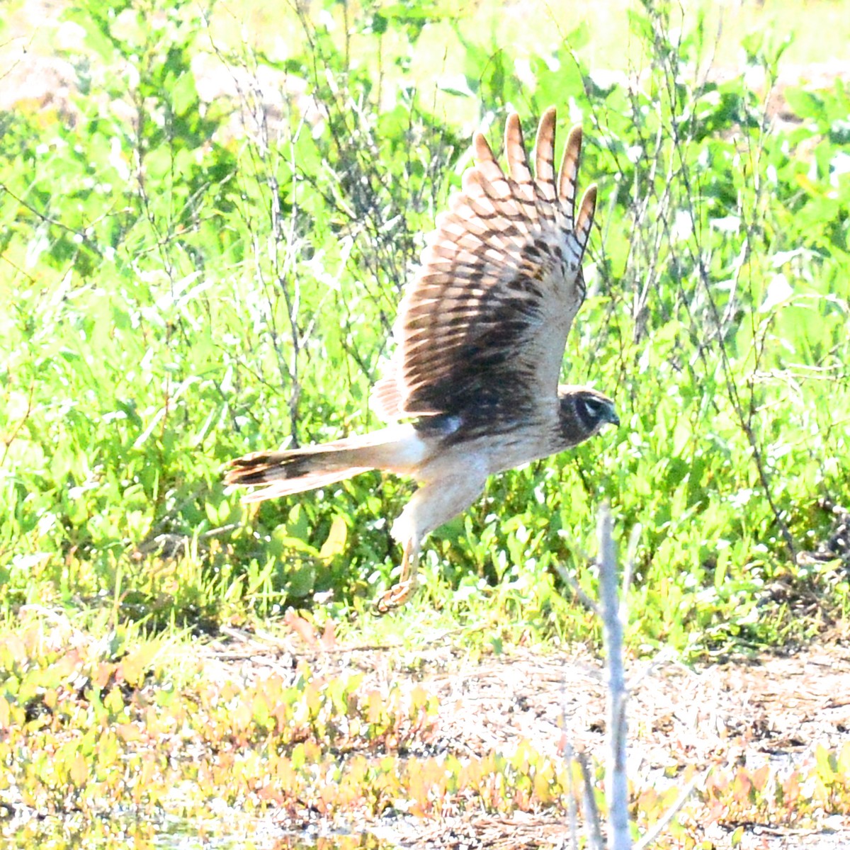 Northern Harrier - ML616982474