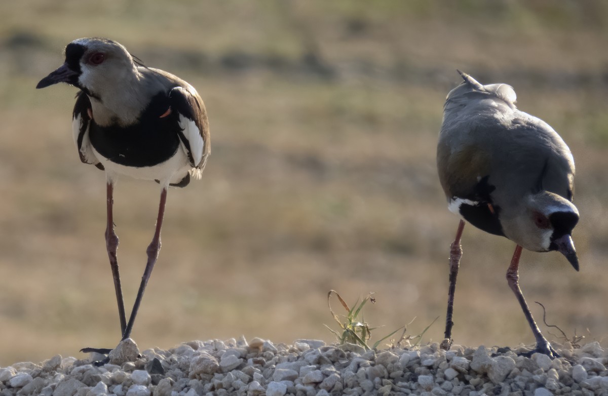 Southern Lapwing - ML616982493