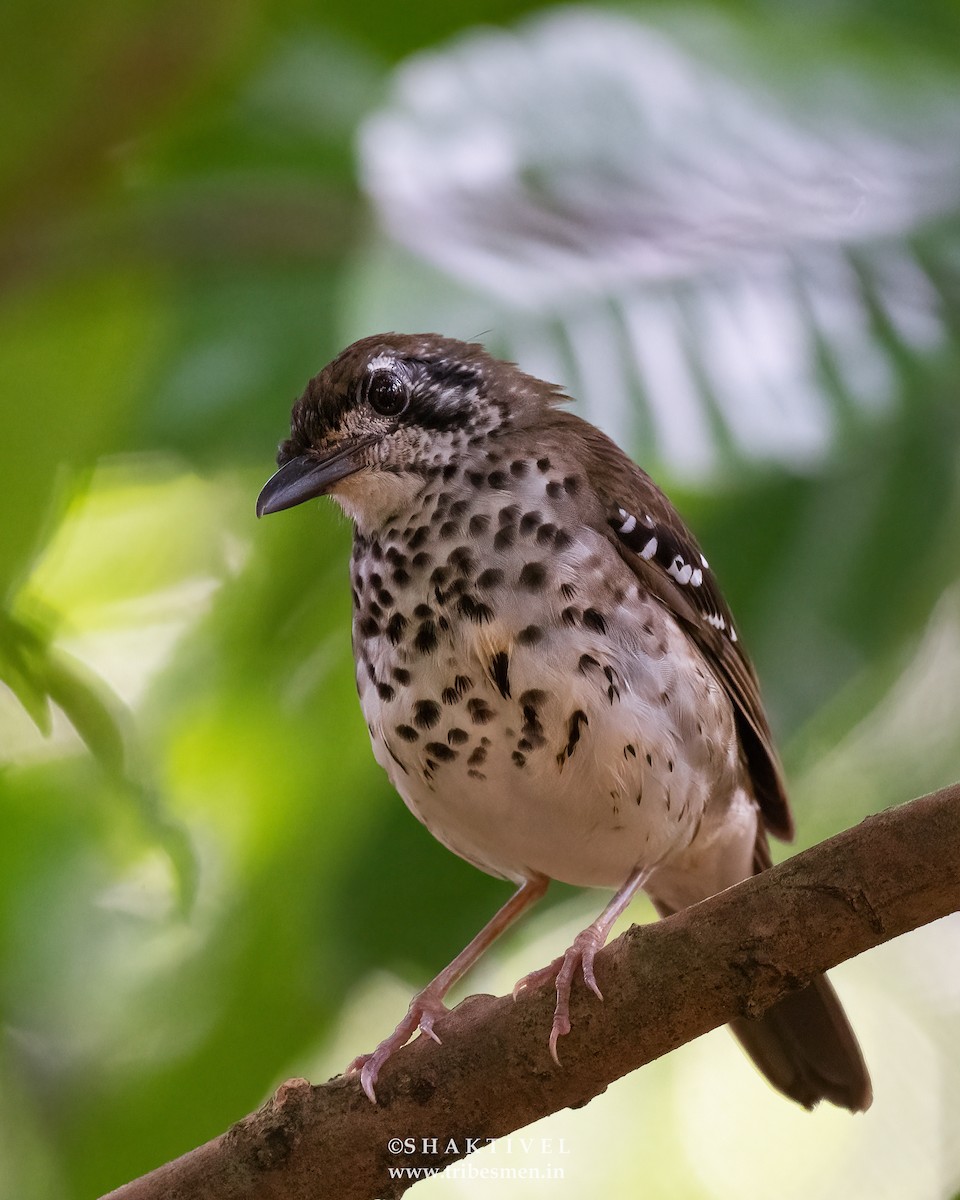 Spot-winged Thrush - ML616982500