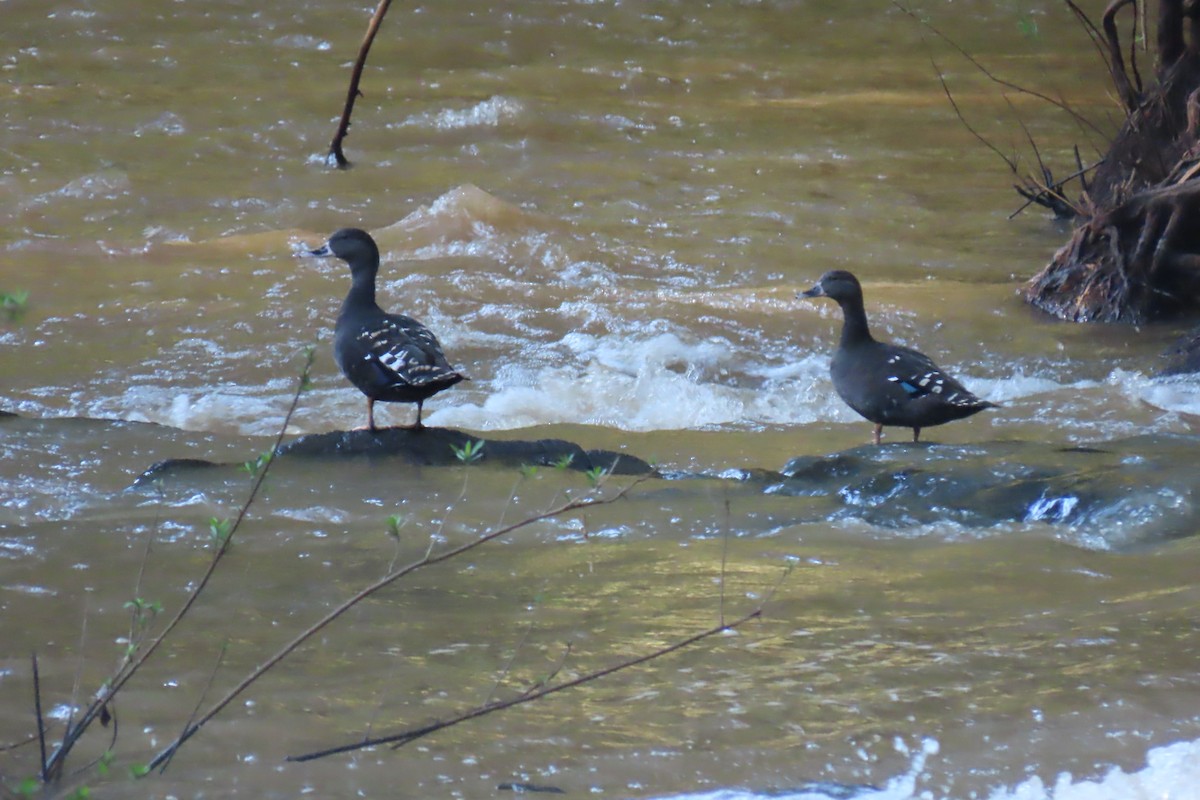 African Black Duck - ML616982514