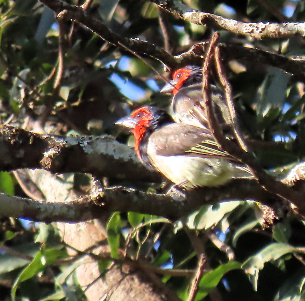 Black-collared Barbet - ML616982524