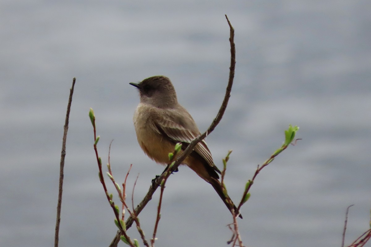 Say's Phoebe - ML616982526