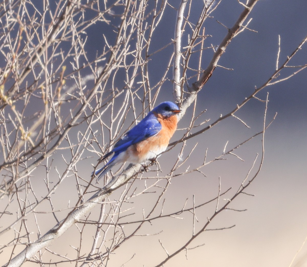 Eastern Bluebird - ML616982531