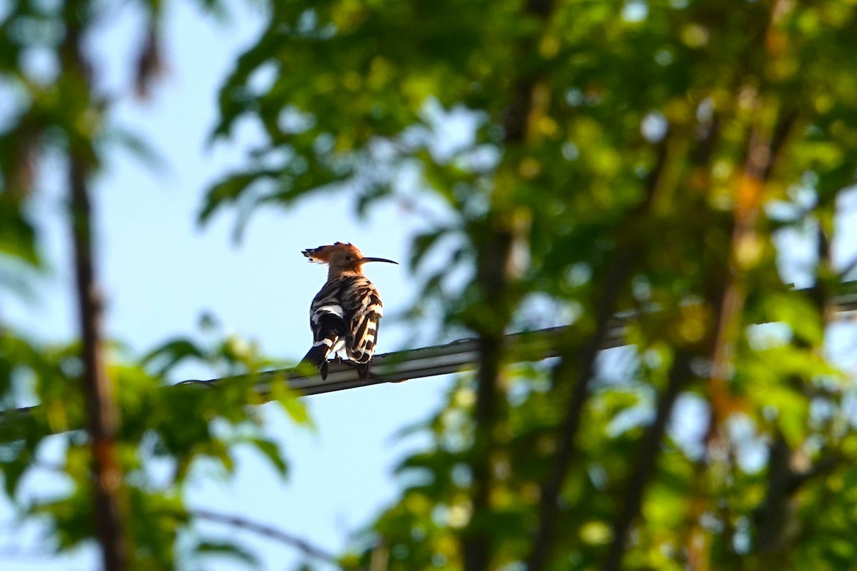 Eurasian Hoopoe - ML616982557